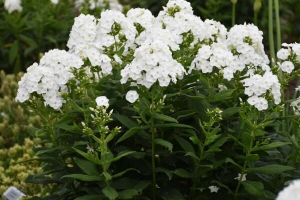 Phlox paniculata 'Backlight' 